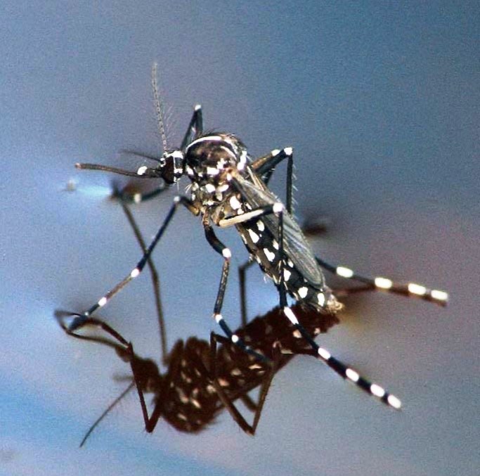 Asian Tiger Mosquito Photo by Sean McCann, UF/IFAS Florida Mosquito Database
