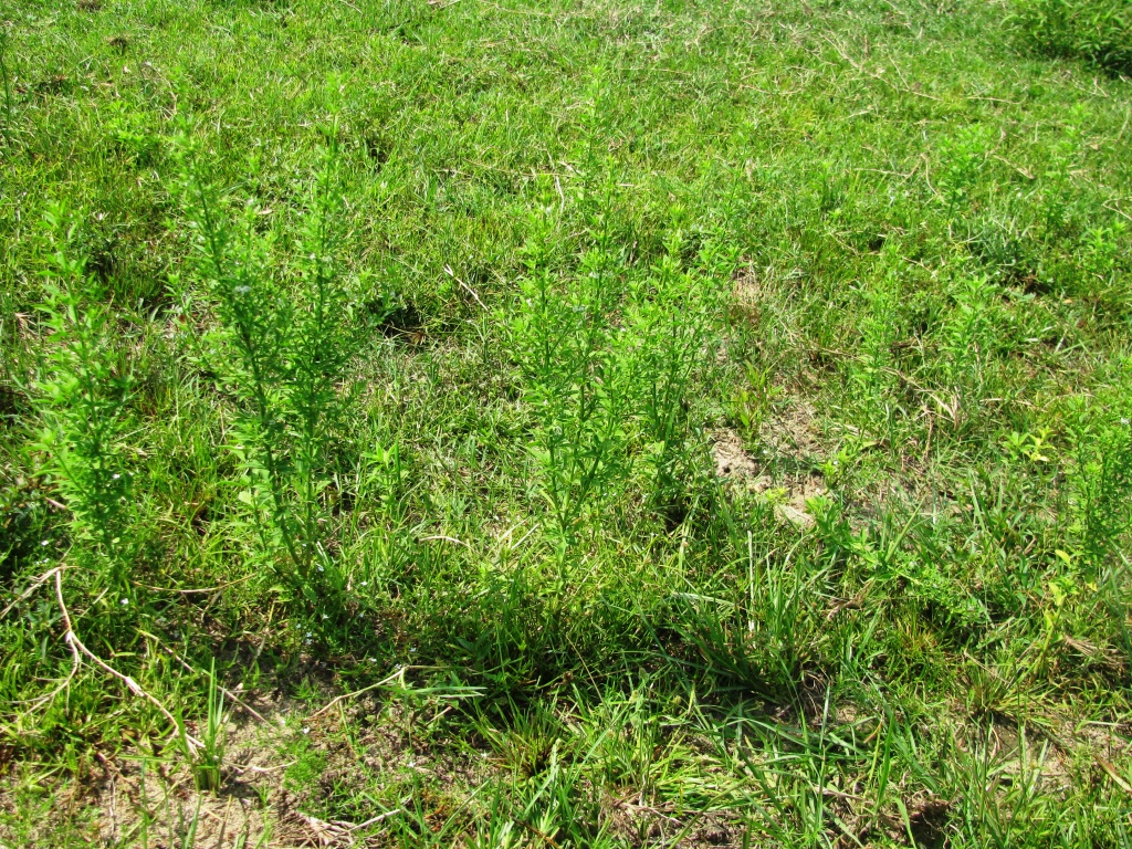 Goatweed in Holmes County Pasture - photo by Shep Eubanks