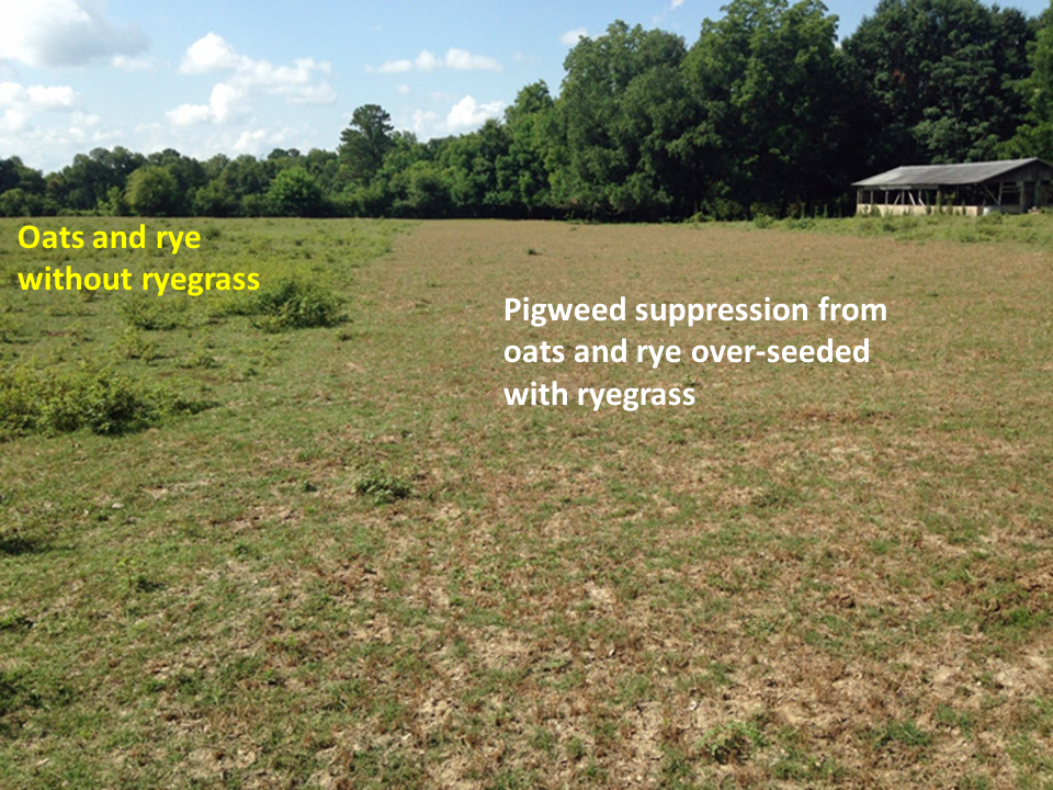 The portion of pasture that was over-seeded with ryegrass provided suppression of spiny pigweed.