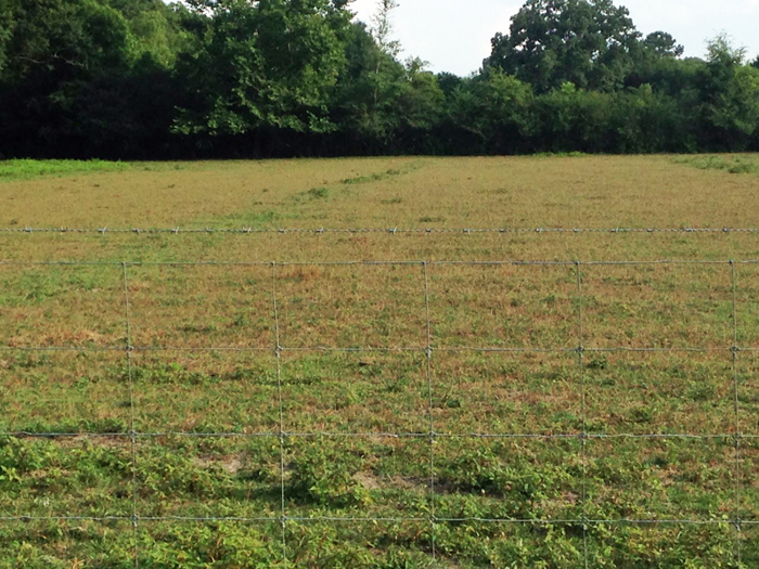 Photo 4.  Pigweed suppression from oats and rye that were over seeded with ryegrass.  Photo credit Henry Grant