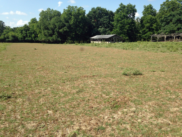 Photo 6.  Pigweed suppression from oats and rye over seeded with ryegrass (front left). Oats and rye without ryegrass (back right).  Photo credit Henry Grant
