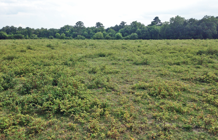 Photo 6.  Oats and rye without ryegrass provided little pigweed suppression.  Photo credit Henry Grant