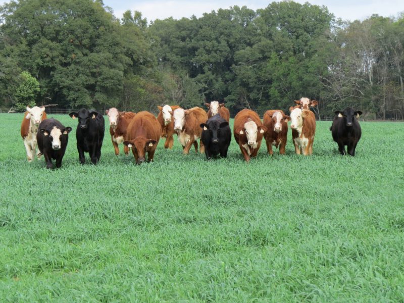 The Right Steps for Cool-Season Forage Management