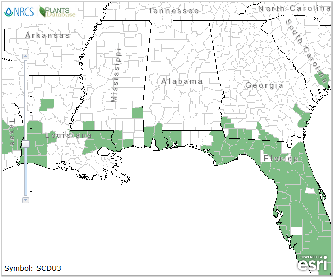 Photo 1. Distribution of Goatweed in Florida - map by USDA NRCS