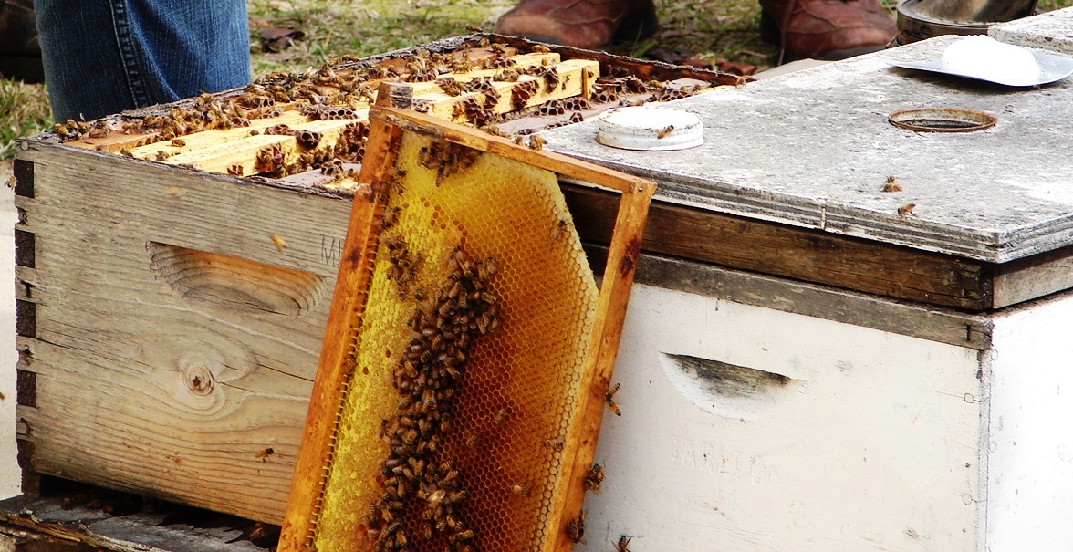 Crop Insurance for Beekeepers