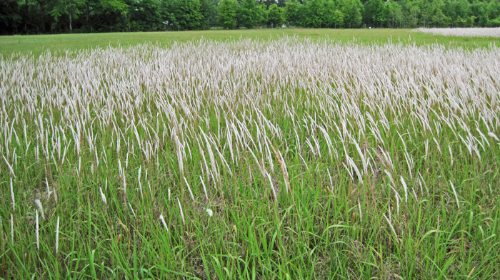 Cogongrass Treatment Cost-Share Program