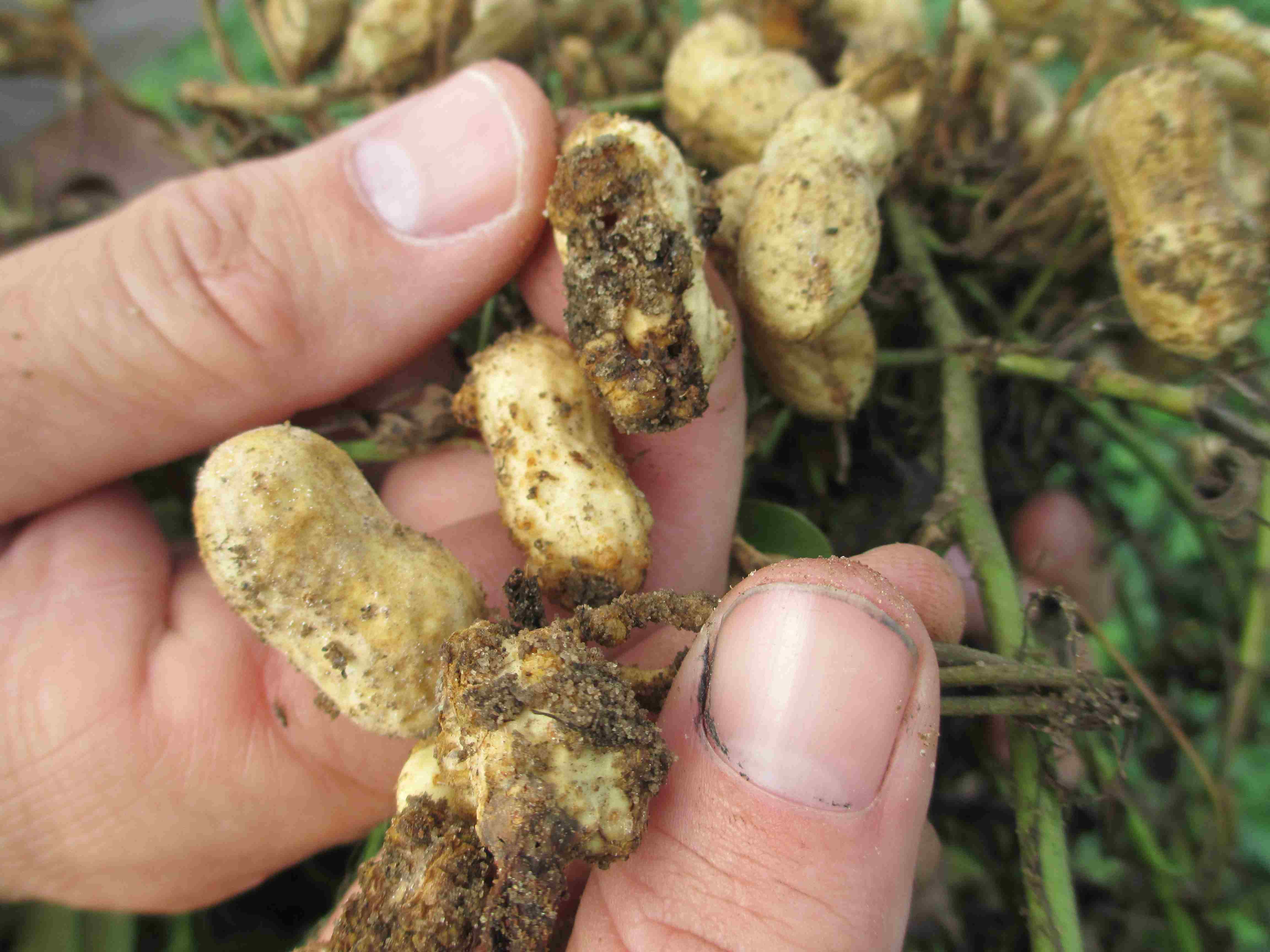 Peanuts Hit Hard by Nematodes this Year