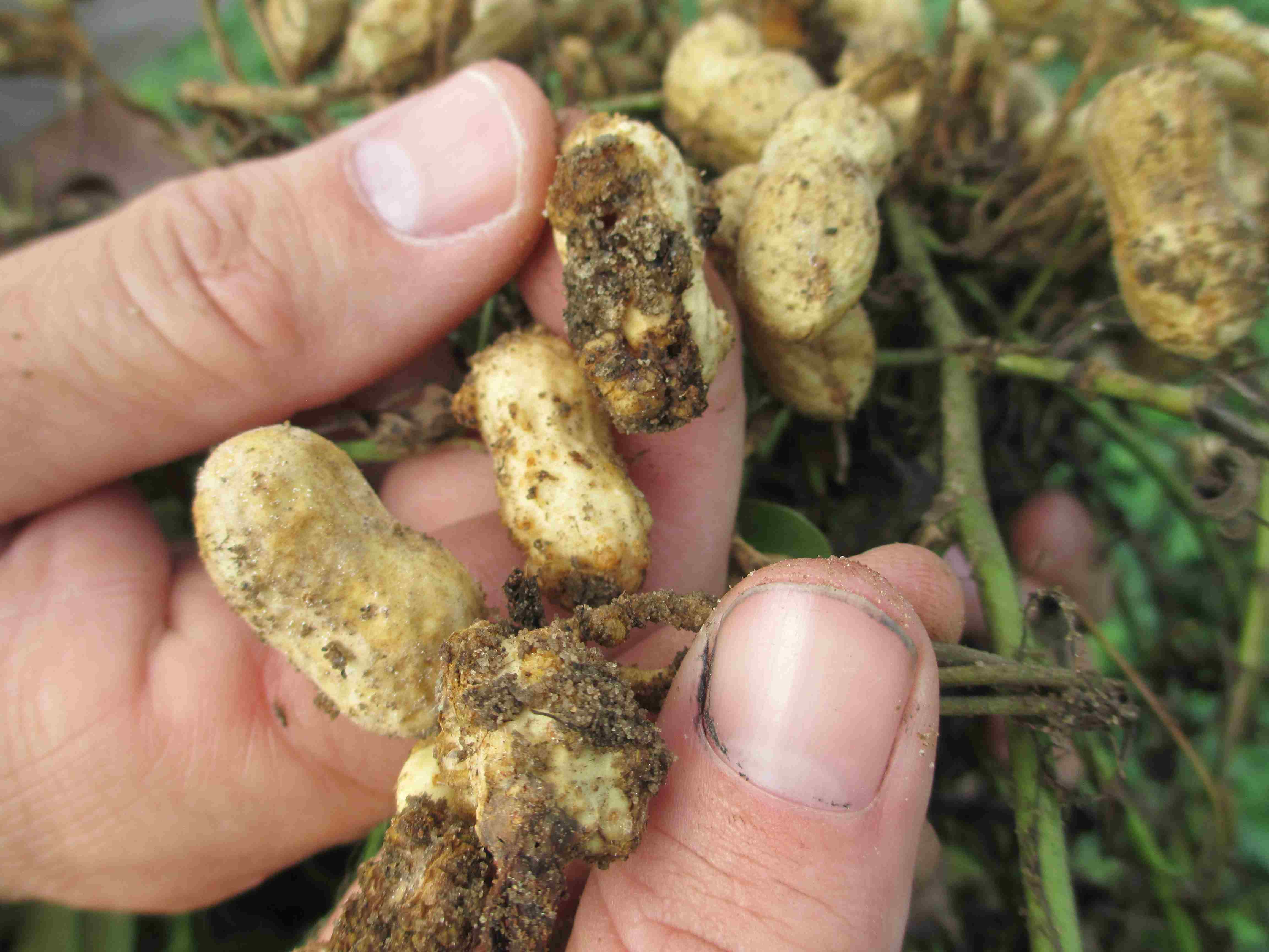 Peanuts Hit Hard by Nematodes this Year | Panhandle Agriculture