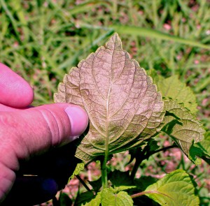 Undersid of a perilla mint leaf showing the reddish to purple color that is unique to this member of the mint family.  Photo credit:  Doug Mayo