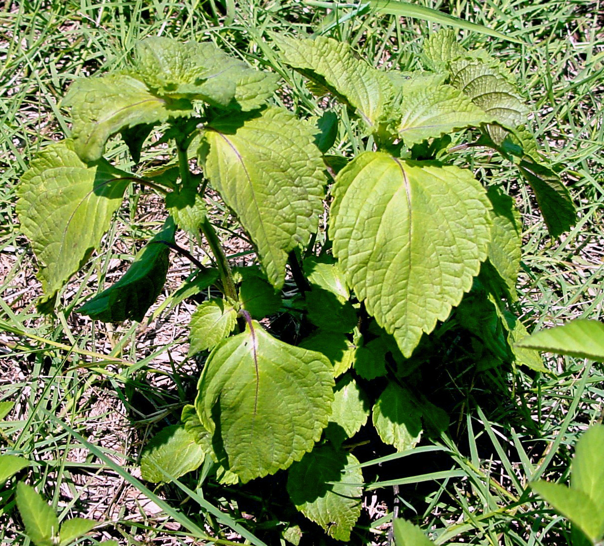 Perilla mint in a pasture in Jackson County.  Photo credit:  Doug Mayo