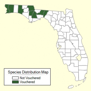 Documented distribution of perilla mint in Florida.  Source:  Atlas of Florida Vascular Plants.