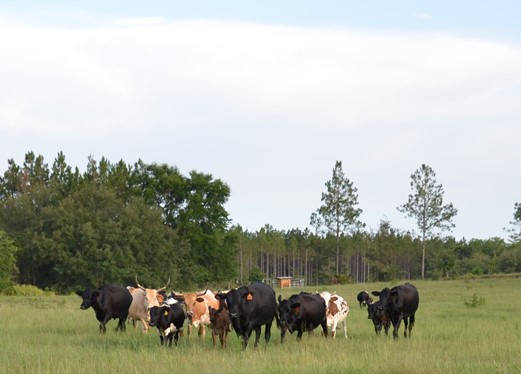 Cattle are one of the commercial livestock species which can qualify for USDA LIP payments