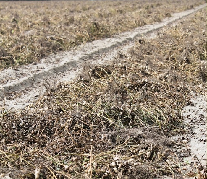 Inconsistent Rainfall Makes Pod-Blasting Vitally Important This Year