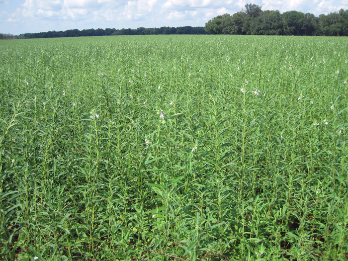 Sesame field in Jackson County grown in 2013.