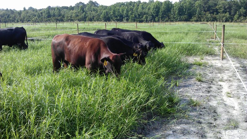 Gibtuck Limpograss Planting Material Distribution Day – July 16