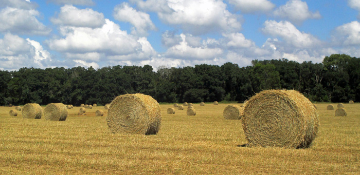 FSA Hay and Grazing Net:  an Online Resource for Hay and Livestock Producers