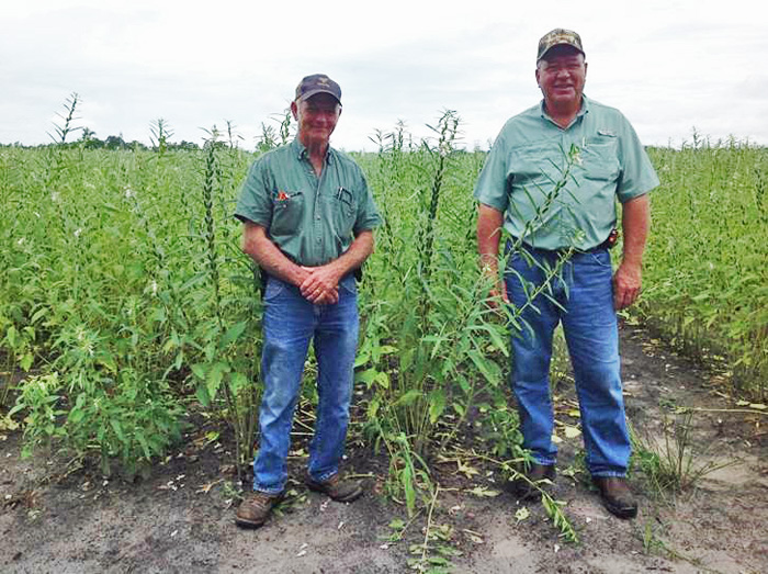 Growers Randall Dasher and Jerry Goff at a sesame field in McAlpin, FL.