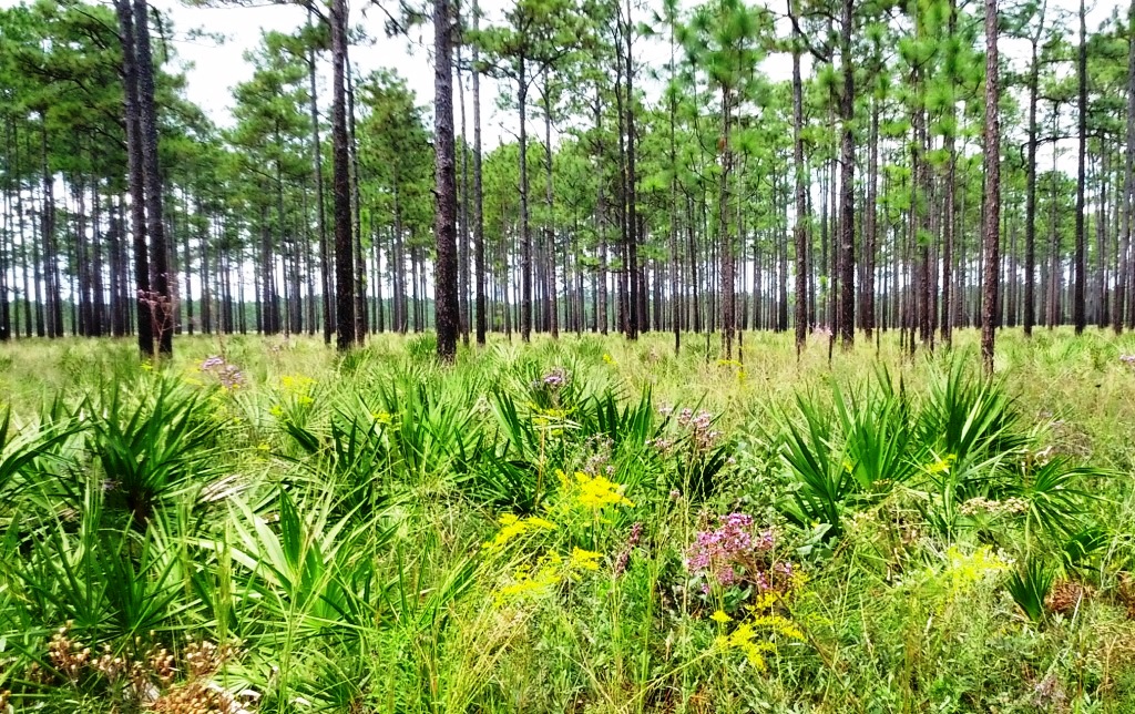 The Majestic Longleaf: One of the South’s Distinguished Trees