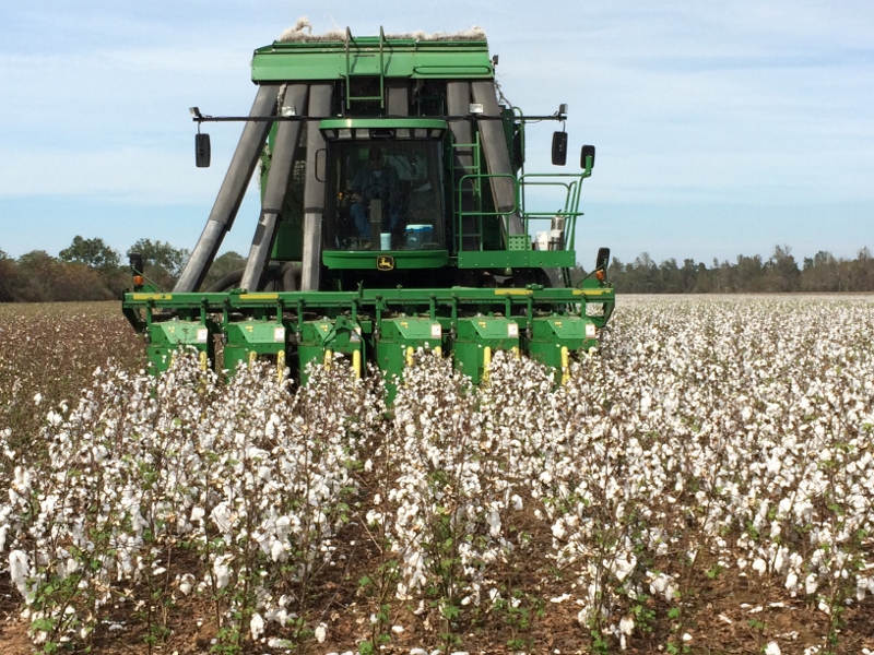 Cotton Harvest Now in Full Swing