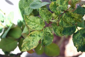Re-emergence of Rose Mosaic Disease in Florida Nurseries and Landscapes ...