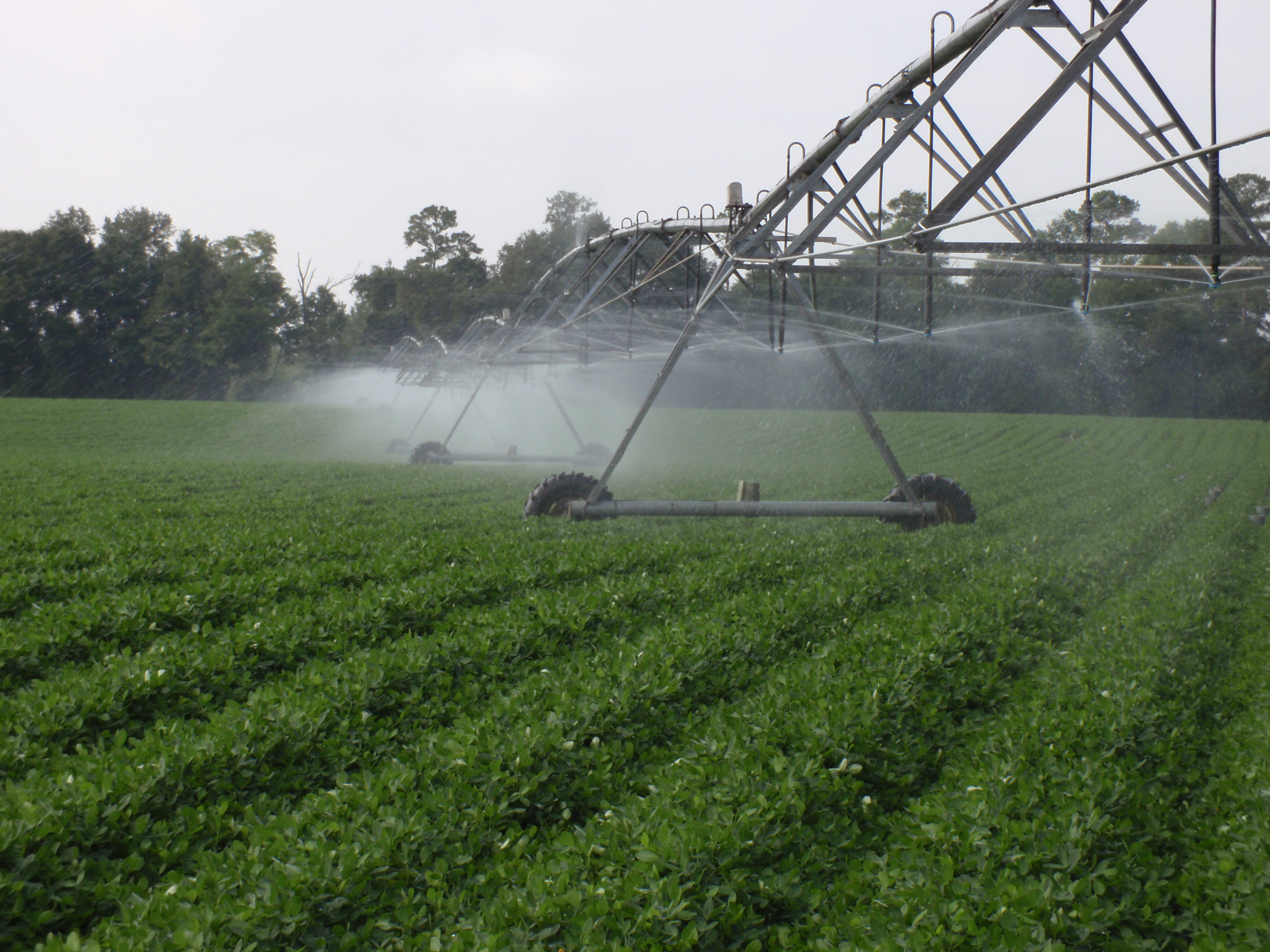 Florida’s Valuable Water Resources and the Importance of Irrigation Efficiency