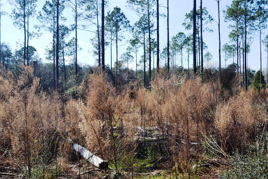 Converting Planted Pine to Silvopasture Benefits Cattle & Timber ...