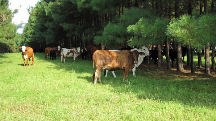 Silvopasture is an agricultural practice co-managing trees, forage, and livestock.  Photo credit:  Doug Mayo