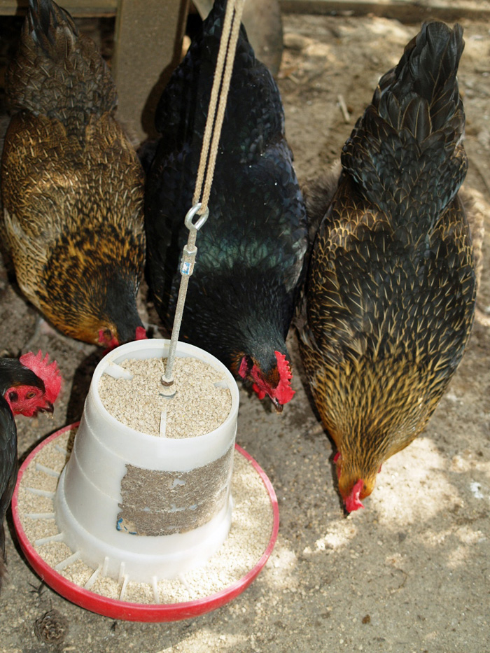 Proper nutrition that includes high calcium levels for shell prodcution is essential for laying hens.  Photo credit:  Doug Mayo 