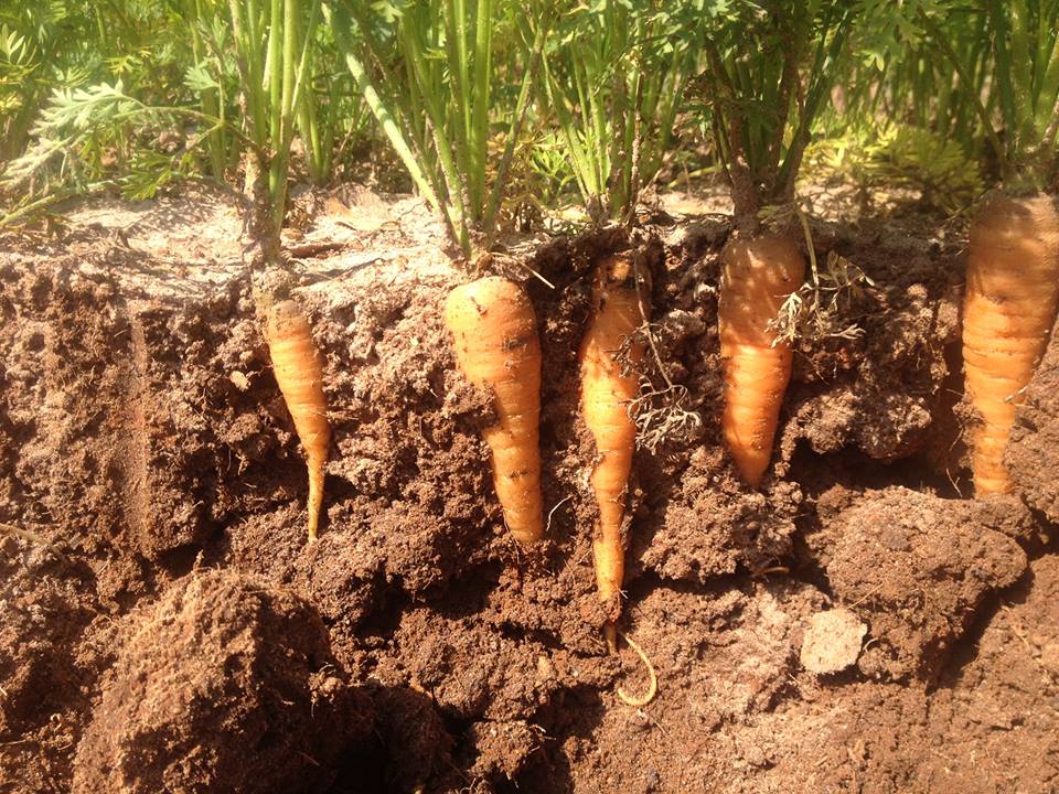 What Vegetables Grow In Silty Soil