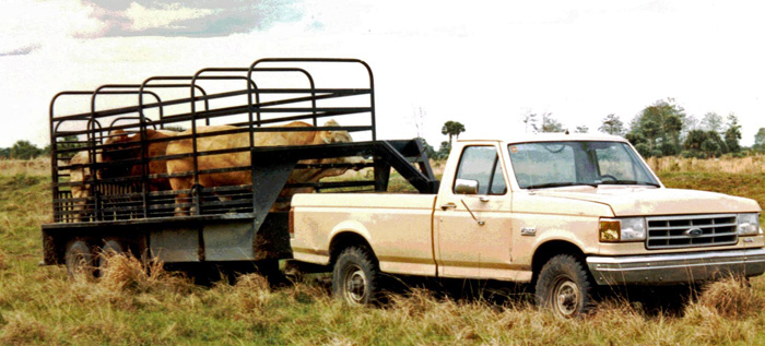 Protect Beef Quality with Proper Cattle Hauling Practices