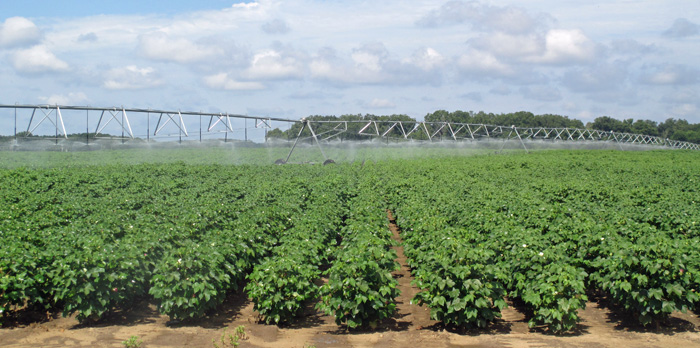Cotton Irrigation Scheduling App Saves Water & Money