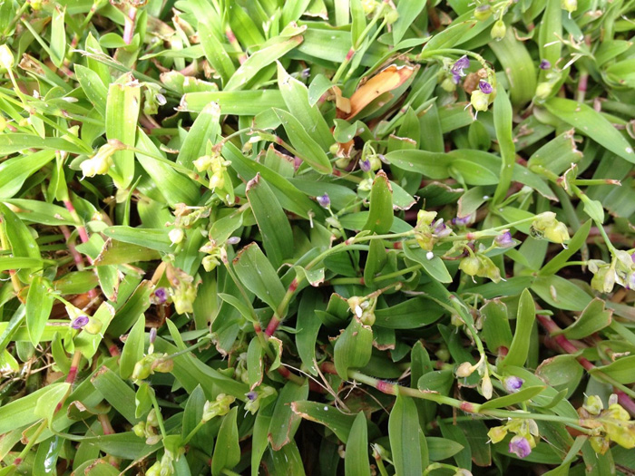 Figure 1. Doveweed patch in a St. Augustinegrass lawn.