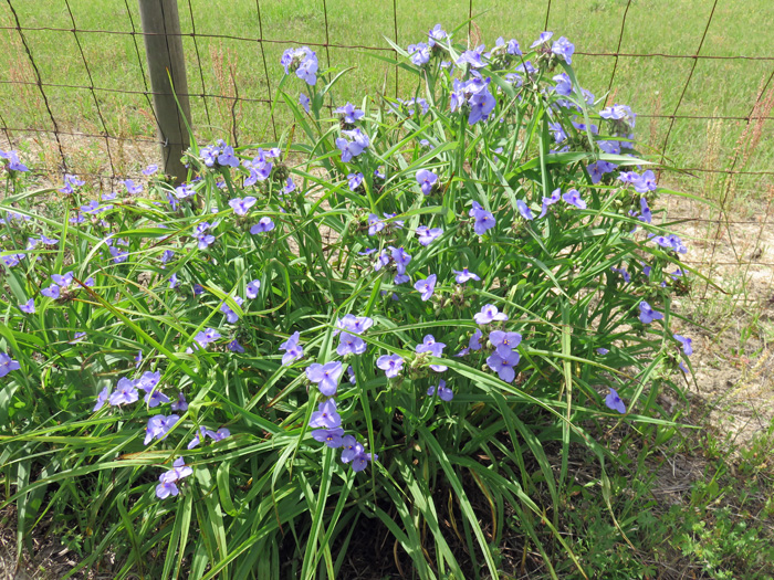 Spiderwort growing up next to a fence along a rural roadway.