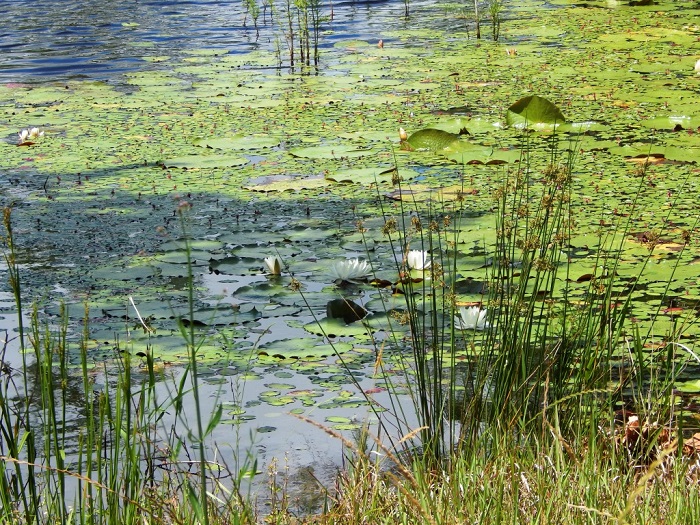 Now is the Time to Address Aquatic Weeds