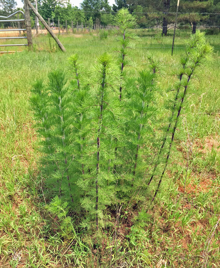 Dogfennel will decrease forage production.  Photo credit:  John Atkins