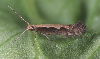 The Diamondback Moth:  A Major Pest of Cole Crops