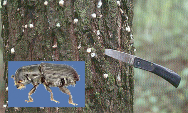 Southern Pine Beetle Assistance Program Now Accepting Applications