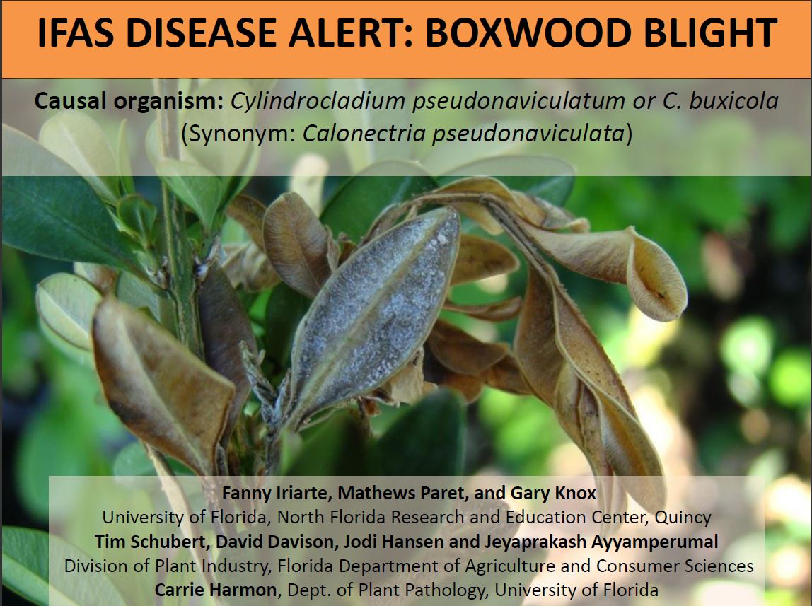 Boxwood Blight Update:  Disease Confirmed in Leon County