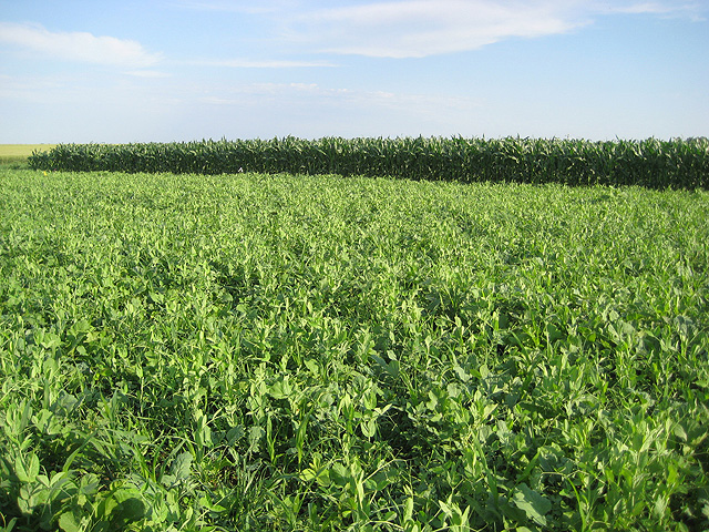 A cover crop mixture that includes oat, proso millet, canola, sunflower, dry pea, soybean, and pasja turnip.  Photo by Mark Liebig.
