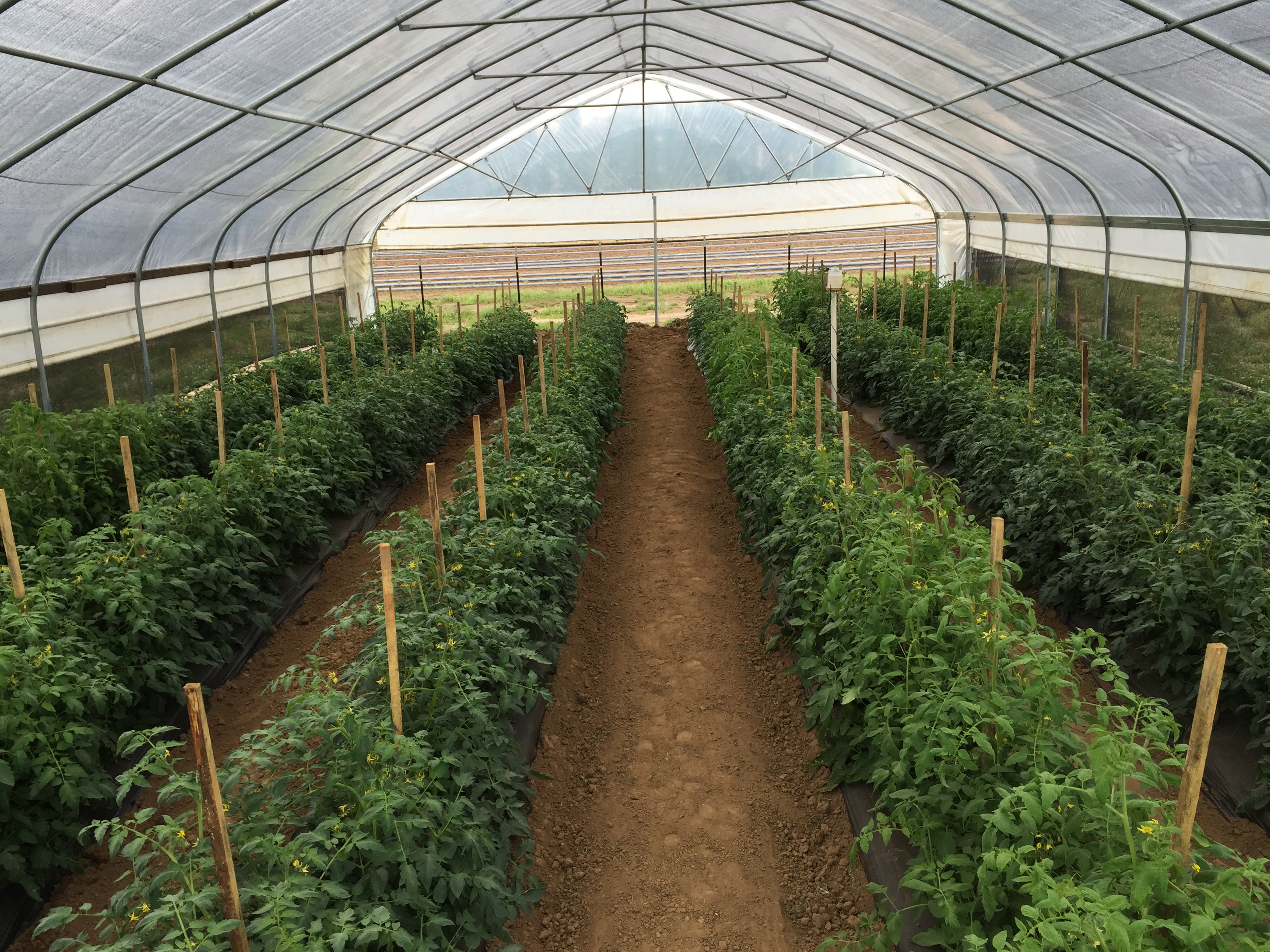 High Tunnels Can Exclude Vegetable Pests