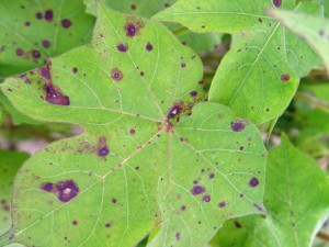 Manage Potassium to Control Cotton Stemphylium Leafspot | Panhandle ...