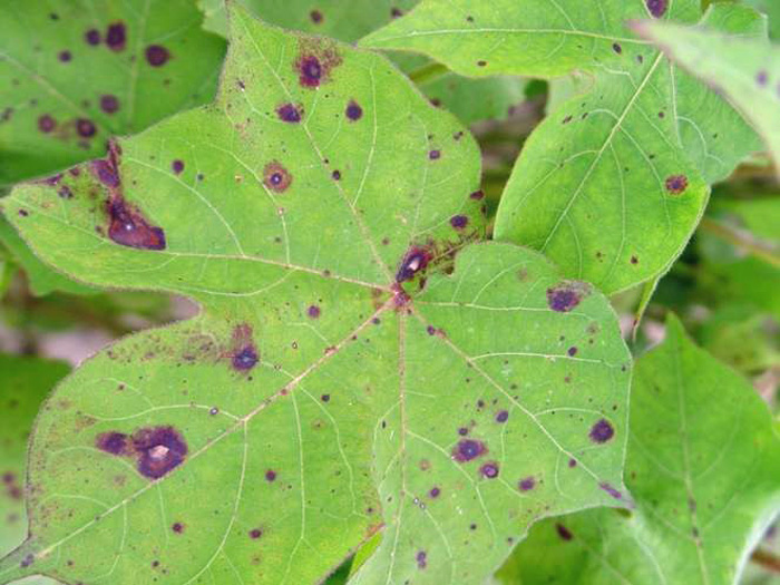 Stemphylium in cotton.  Image credit: http://thomascountyag.com/2013/08/09/target-spot-vs-stemphylium-leaf-spot/