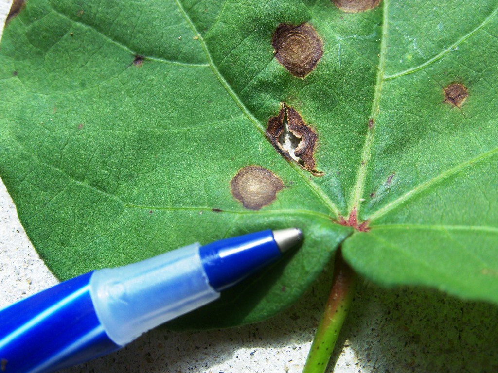 Season’s First Incidence of Cotton Corynespora Target Spot Confirmed in Santa Rosa County