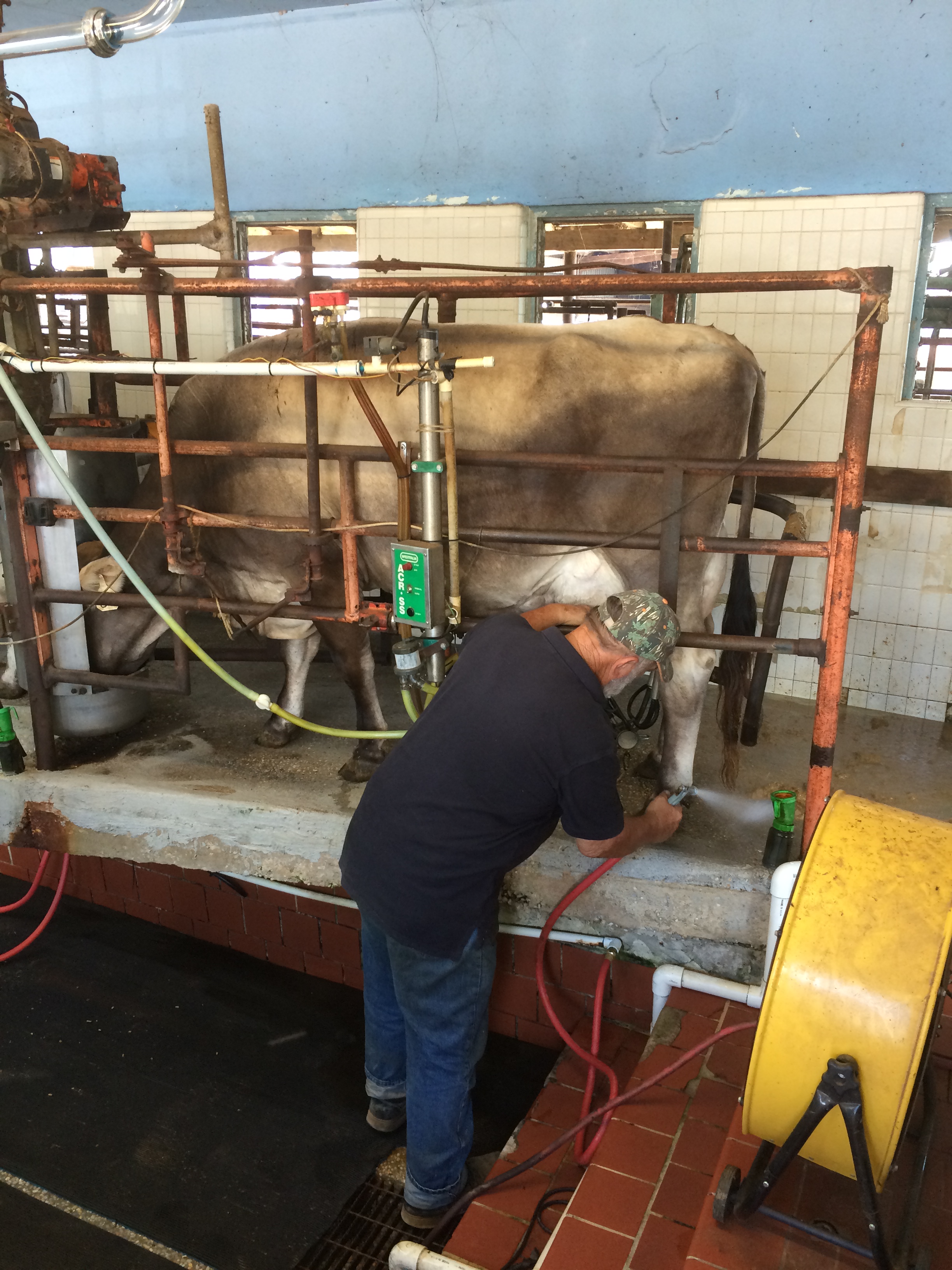 Heat Stress Management for Dairy Cattle