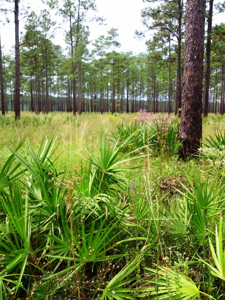 Florida’s Rangeland and the Environment: A Natural Partnership
