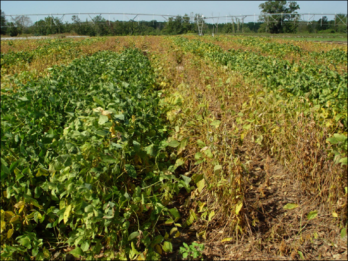 Soybeans infected and not infected with Asian soybean rust, caused by Phakopsora pachyrhizi, in a fungicide trial in Attapulgus, GA, 2006. (Photo by R. C. Kemerait, Jr.)