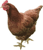 Alabama Poultry Flocks Test Positive for Avian Influenza