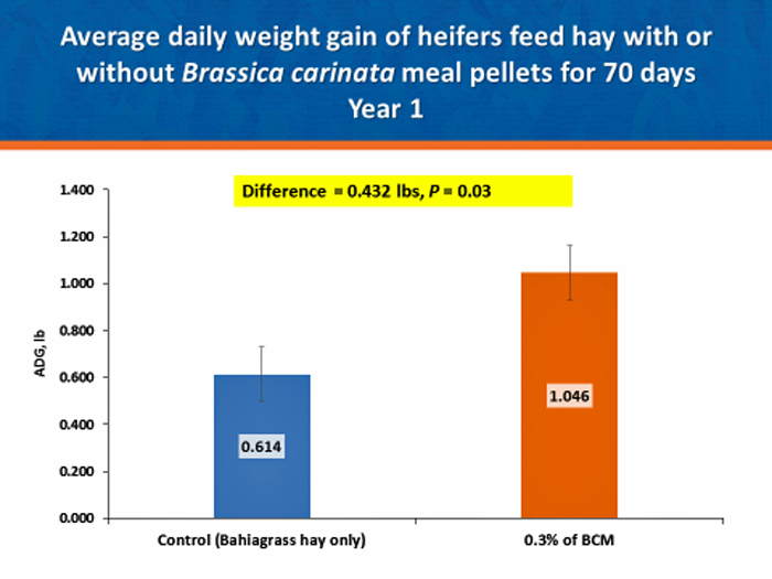 Figure 2. Effects of supplementing B. carinata meal (BCM) pellets to beef heifers (600 lb of initial body weight) consuming bahiagrass hay. BCM was supplemented at 0.3% of their BW daily. Figure 2. Effects of supplementing B. carinata meal (BCM) pellets to beef heifers (600 lb of initial body weight) consuming bahiagrass hay. BCM was supplemented at 0.3% of their BW daily.