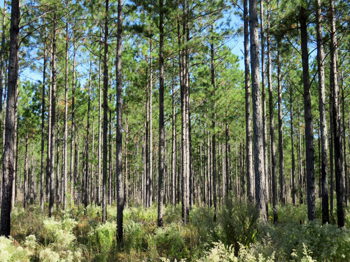 Florida’s Future Forests Program – Application Deadline August 18