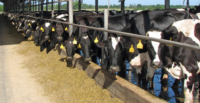 Sunshine, shade, clean cows and green grass make high quality milk for the Walkers. Photo credit: Jed Dillard.